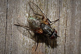 飛,bug,動(dòng)物