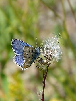 蓝蝴蝶,blaveta的farigola,pseudophilotes panoptes