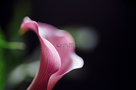 马蹄莲莉莉,花,自然