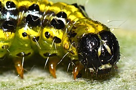 卡特彼勒,bug,動物