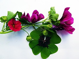 四葉三葉草,鮮花,運氣