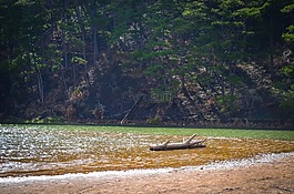 湖,孤独,松树