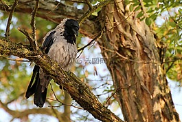烏鴉,鳥(niǎo),羽毛