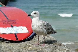 海鷗,鳥(niǎo),動(dòng)物