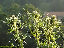 薊,帶動,刺