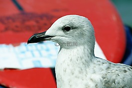 海鷗,鳥,動物