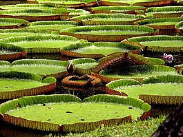睡蓮,異國情調(diào),亞洲