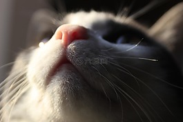 貓,晶須,貓的