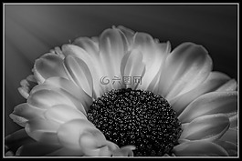 花,開花,廠