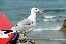 海鷗,鳥(niǎo),動(dòng)物