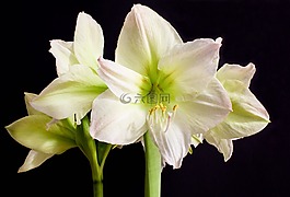 花,自然,植物區(qū)系