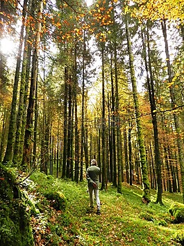 木材,性質(zhì),葉