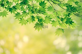 葉子,背景,性質(zhì)