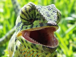 變色龍,爬行動物,綠色