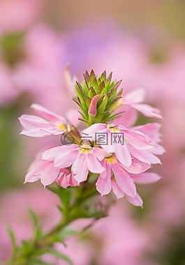 花卉,性質(zhì),粉紅色的花
