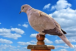 捉住了,鳥(niǎo),羽毛
