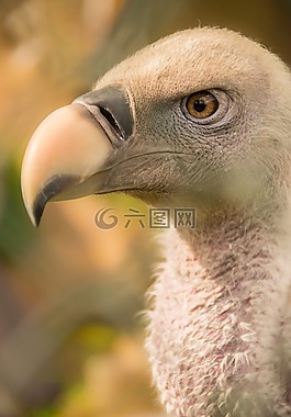 鳥(niǎo),兀鷲,性質(zhì)