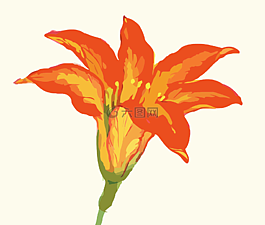 花,花的,开花