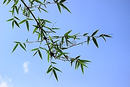 竹,绿色,叶