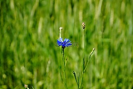 矢车菊,蜊,性质