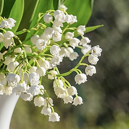 鈴蘭,花瓶,花束