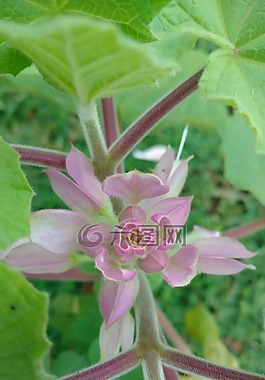 鮮花,葉,粉紅色