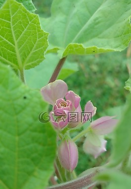 葉,粉紅色,綠色