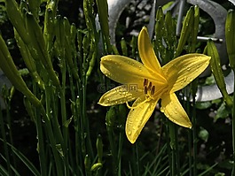 黃色,黃花菜,開(kāi)花