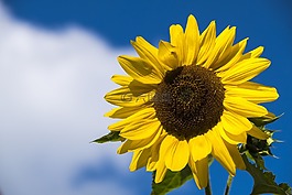花,太陽(yáng)花,開(kāi)花
