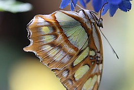 蝴蝶,昆蟲(chóng),翅膀