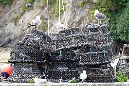 釣魚(yú),蚊帳,螃蟹