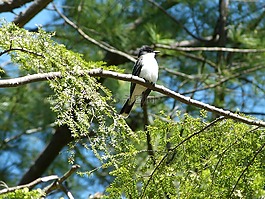 東部康博,野生動物,停棲