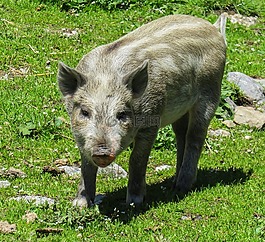 動(dòng)物,豬,小豬