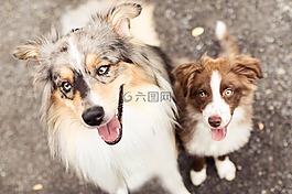 狗,美麗,寵物
