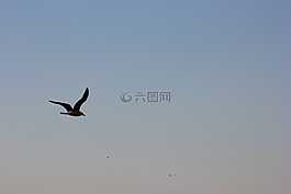 鳥,鷗,翼