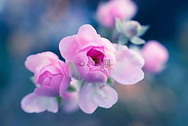 玫瑰,布什玫瑰,粉紅色