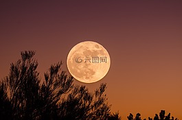 天空,樹,植物