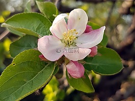蘋果,開花,自然