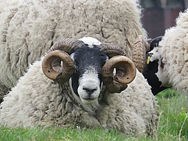 羊,ram,號(hào)角