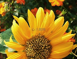向日葵,花,臉