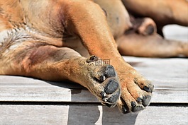 狗,動物,大陸的斗牛犬