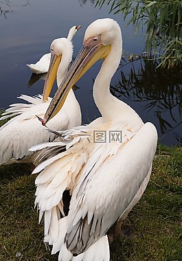 鵜,鳥,動物