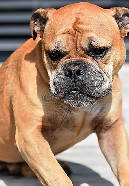 狗,動物,大陸的斗牛犬