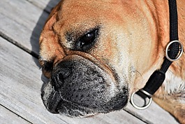 狗,動物,大陸的斗牛犬