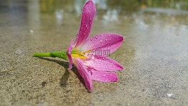粉紅色的花,濕,水