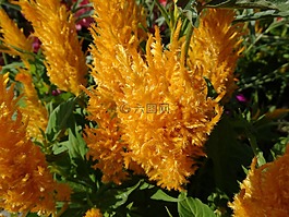 植物花卉,開花,廠