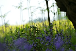 薰衣草,紫色,英国乡村