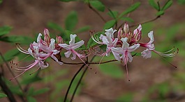 野生杜鹃花,野花,pinxter花
