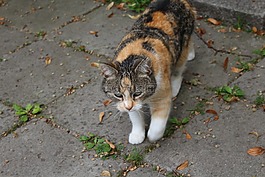 貓,動物,家貓