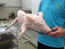 小豬,豬,仔豬